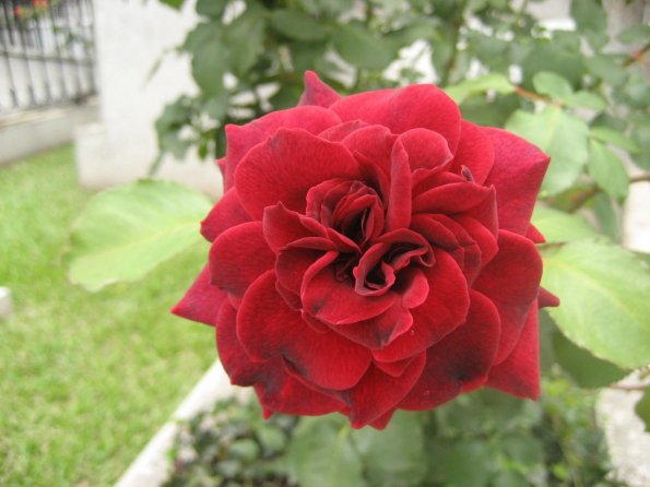 Rosa
