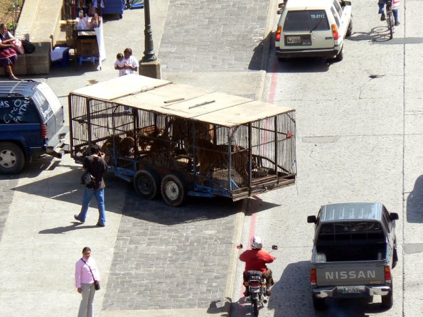 La jaula de los tigres llegando