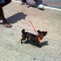 Hasta las mascotas llevaron a manifestar