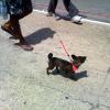 Hasta las mascotas llevaron a manifestar