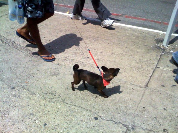 Hasta las mascotas llevaron a manifestar