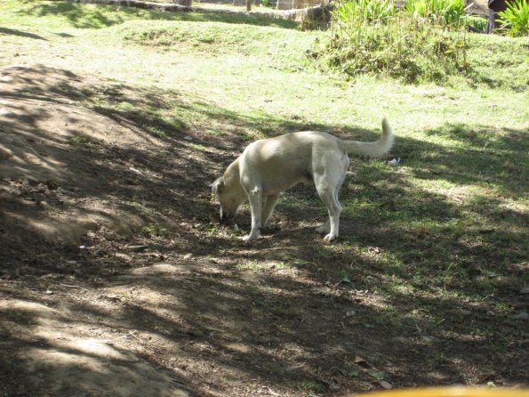 Perro guardian