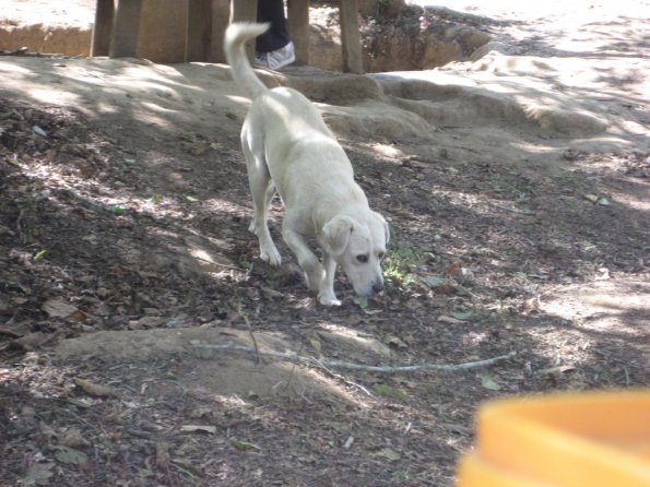 Perro guardian