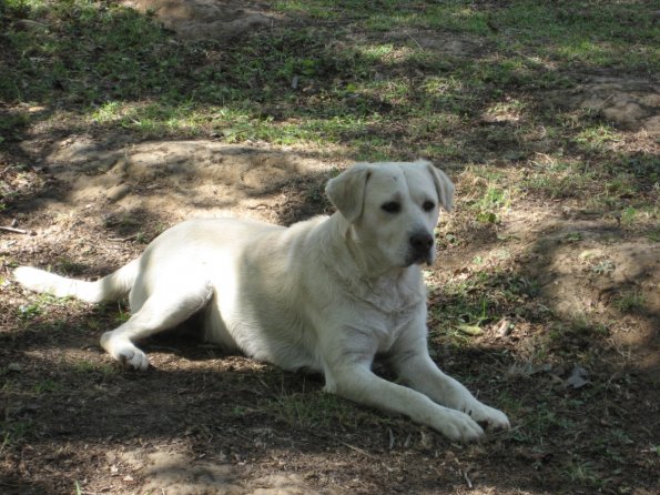 Perro guardian