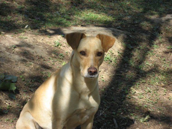 Perro guardian