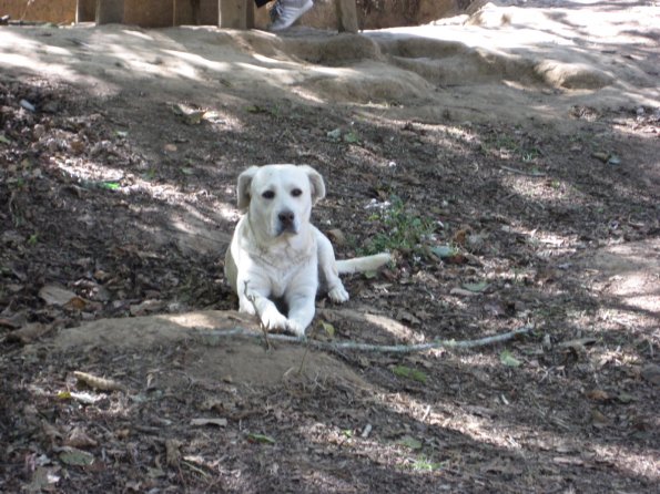 Perro guardian