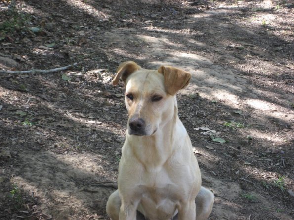 Perro guardian