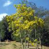 Ãrbol