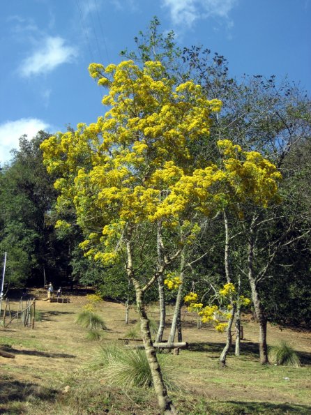 Ãrbol