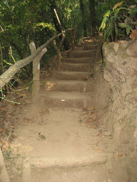 Camino del bosque