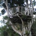 Mirador, en un árbol