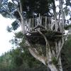 Mirador, en un Ã¡rbol