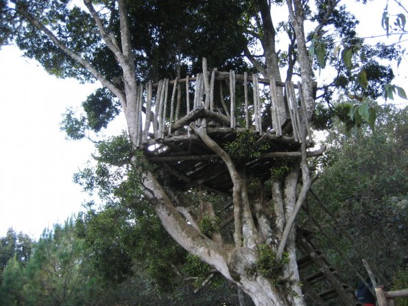 Mirador, en un Ã¡rbol
